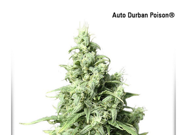Auto Durban Poison