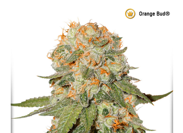 Orange Bud 