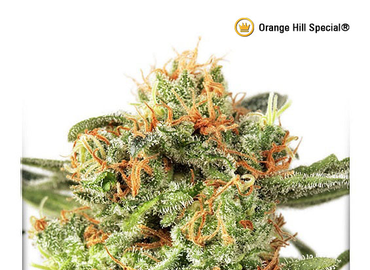 Orange Hill Special 