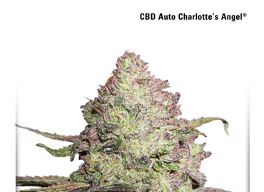 CBD Auto Charlotte’s Angel