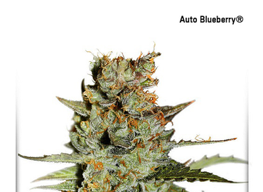 Auto Blueberry