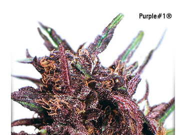 Purple#1 