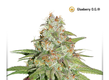 Glueberry O.G.