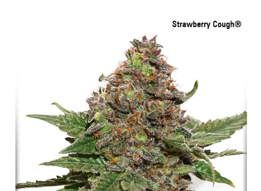 Strawberry Cough 